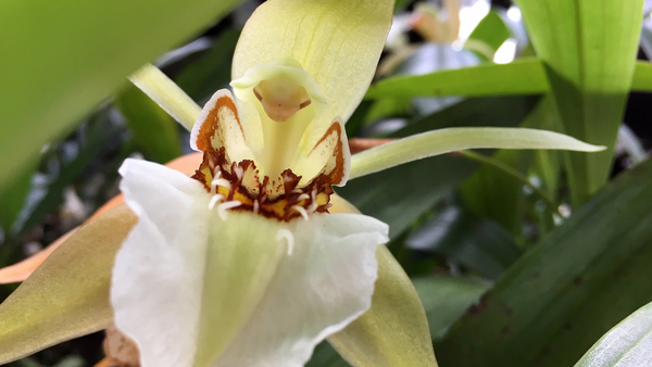 Orquídea