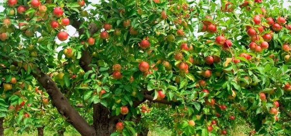 Plantas Frutíferas