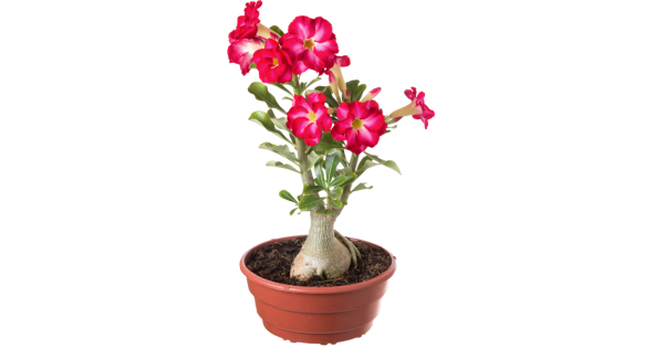 Rosa do Deserto