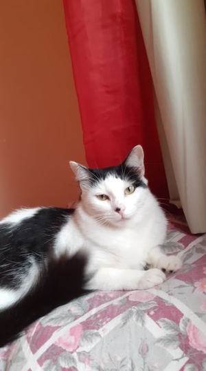 Perdi uma gata em Residencial Centro da Serra
