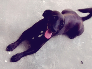 Cachorrinha preta perdida em Vista da Serra